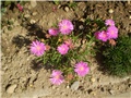 delosperma